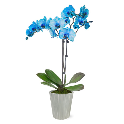 Premium Blue Watercolor Orchid in Grey Pot