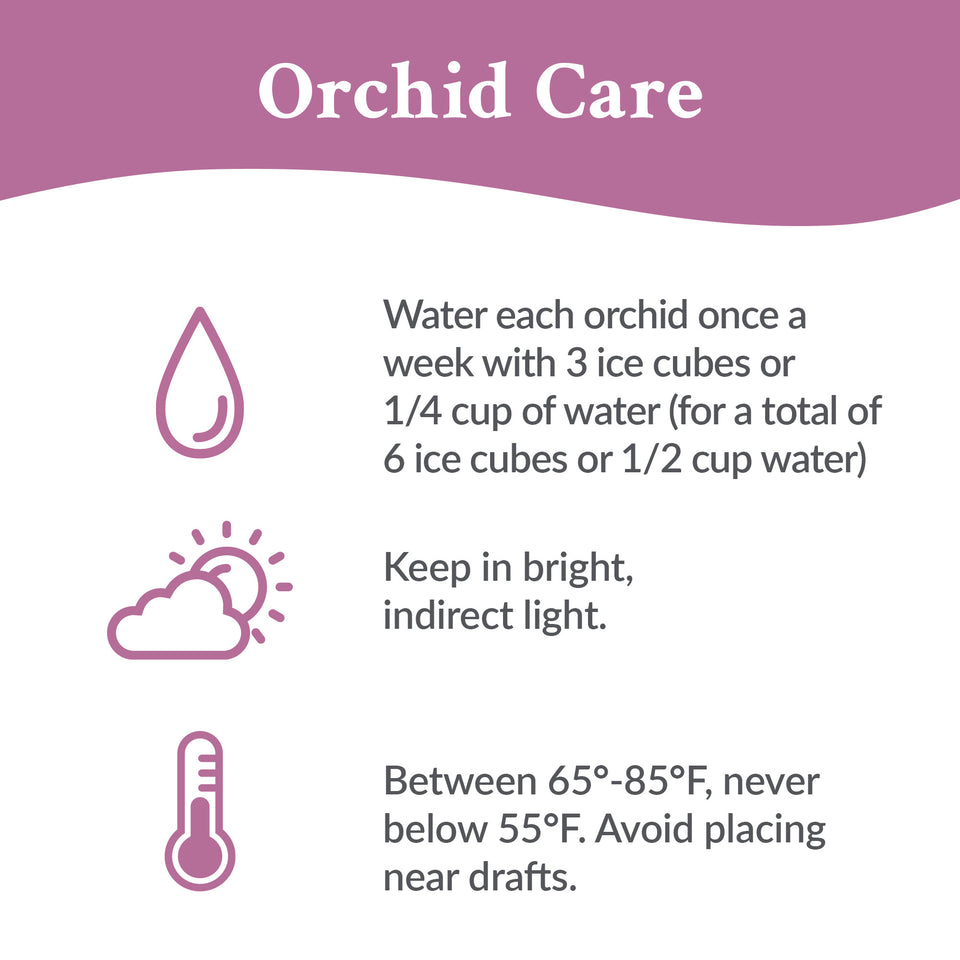 Premium Pink Orchid in White Planter