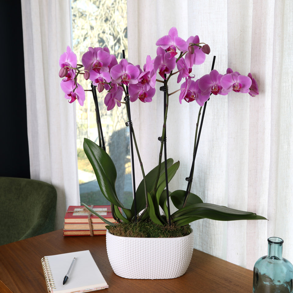 Premium Pink Orchid in White Planter