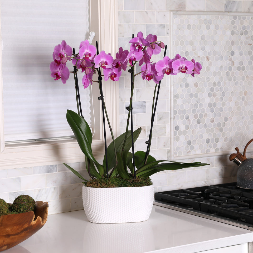 Premium Pink Orchid in White Planter