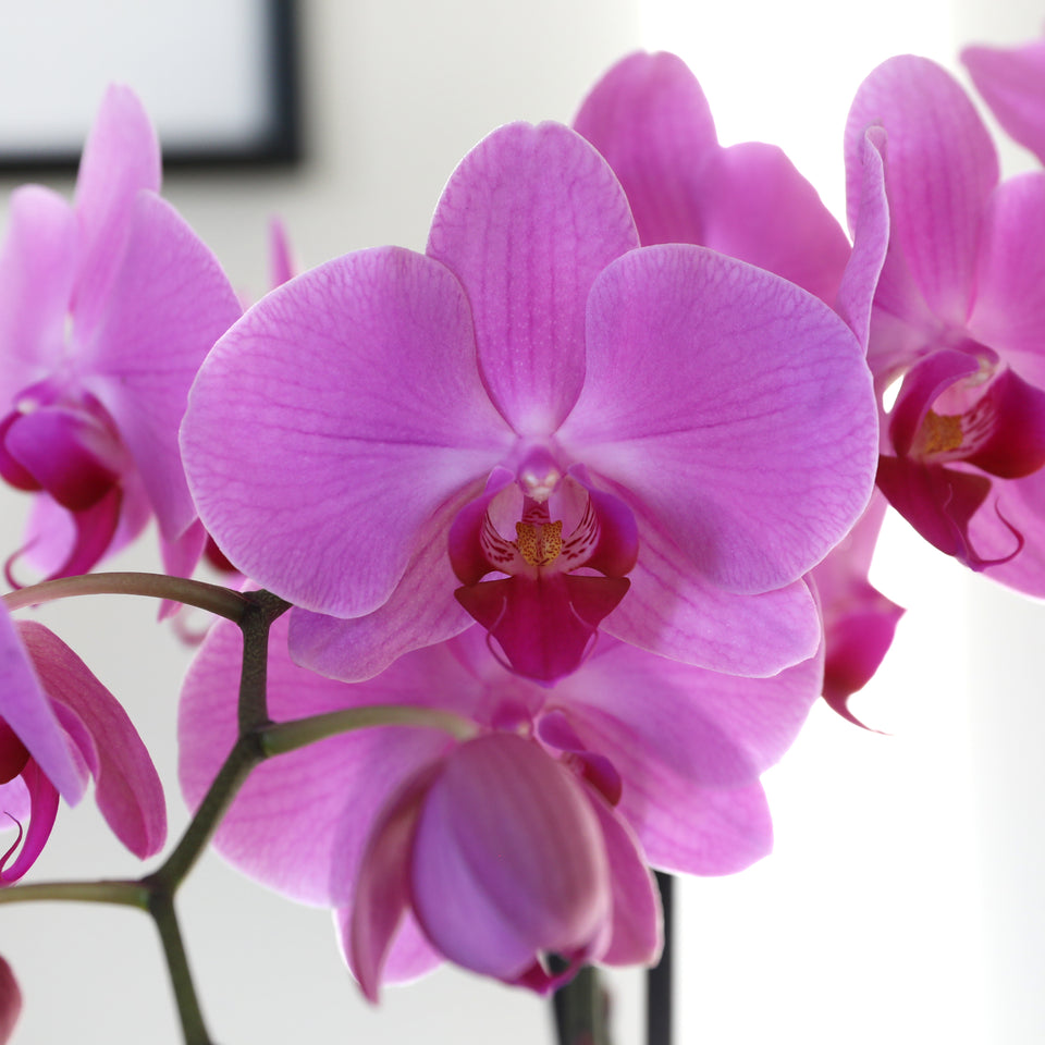 Premium Pink Orchid in White Planter