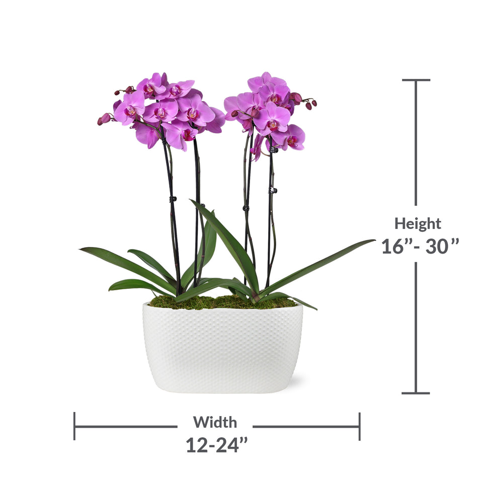 Premium Pink Orchid in White Planter