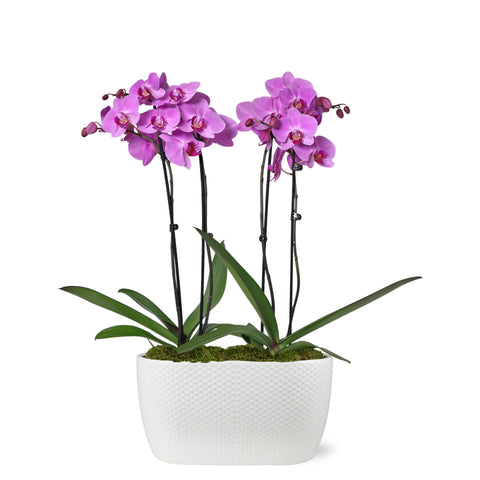 Premium Pink Orchid in White Planter