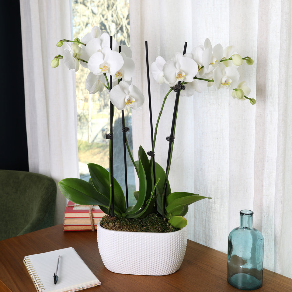 Premium White with Yellow Orchid in White Dotted Planter