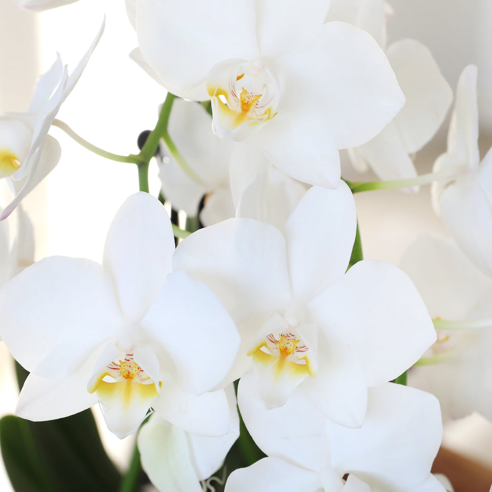 Premium White with Yellow Orchid in White Dotted Planter