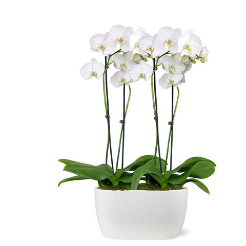 Premium White with Yellow Orchid in White Dot Ceramic Planter