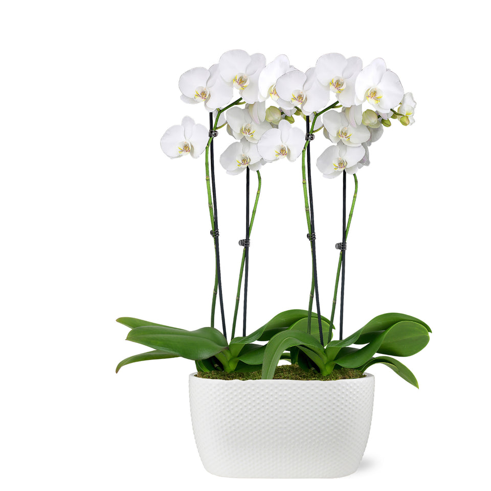 Premium White with Yellow Orchid in White Dotted Planter