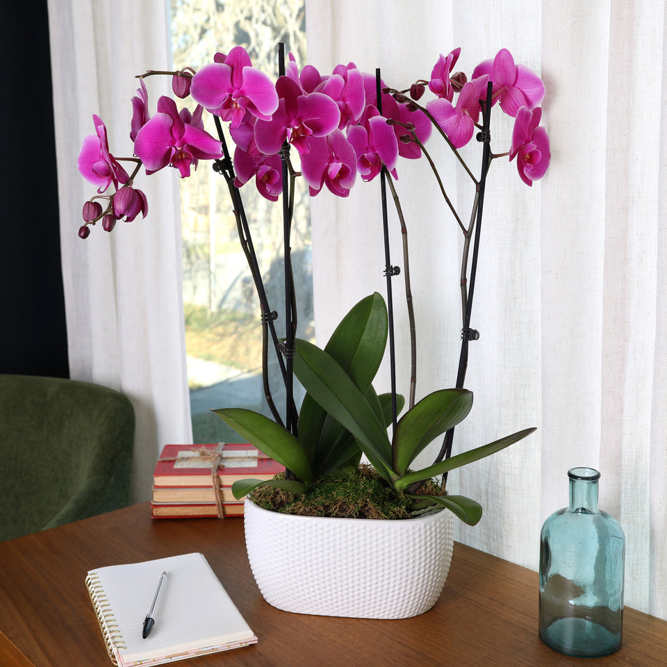 Magenta orchid, Magenta orchid for sale, light purple orchid planter.