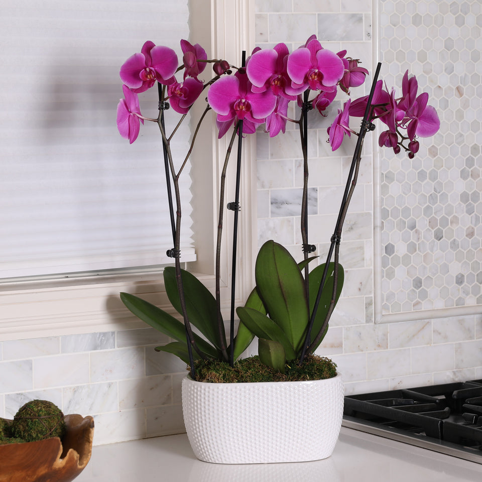 Magenta orchid, Magenta orchid for sale, light purple orchid planter.
