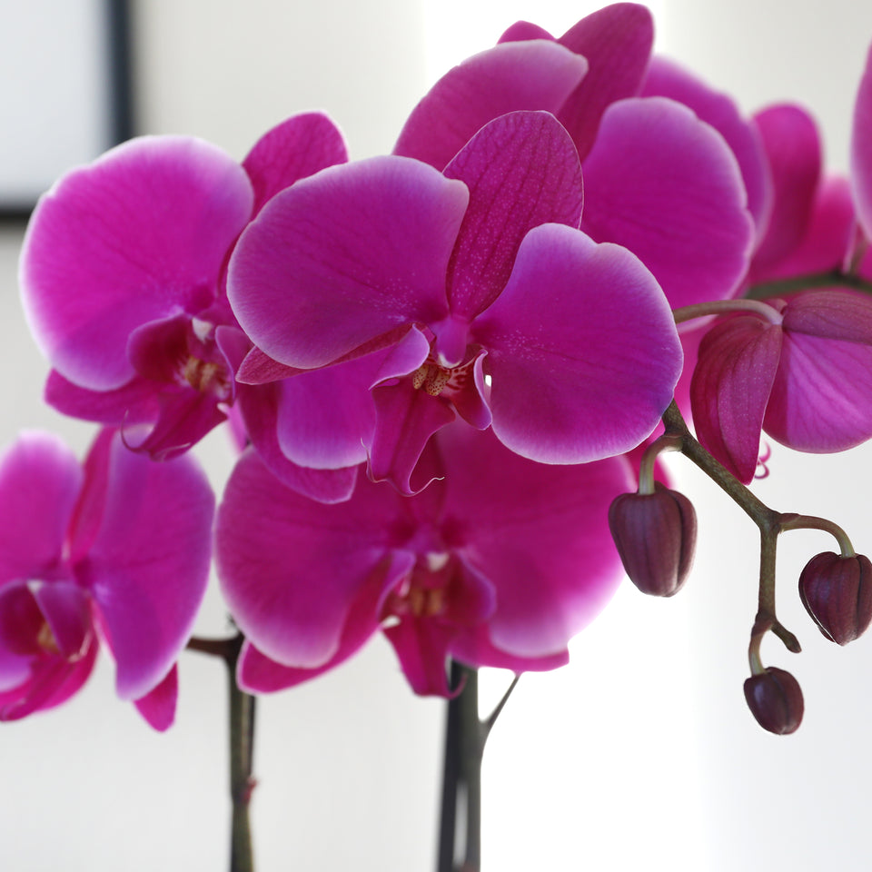 Magenta orchid, Magenta orchid for sale, light purple orchid planter.