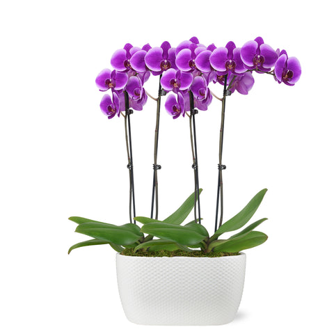 Premium Purple Orchid in White Dot Ceramic Planter