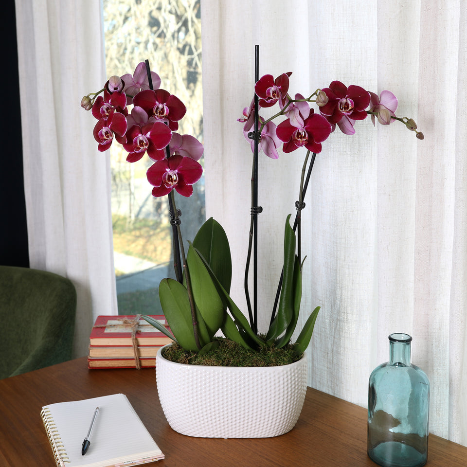 Premium Dark Purple Orchid in White Dotted Planter