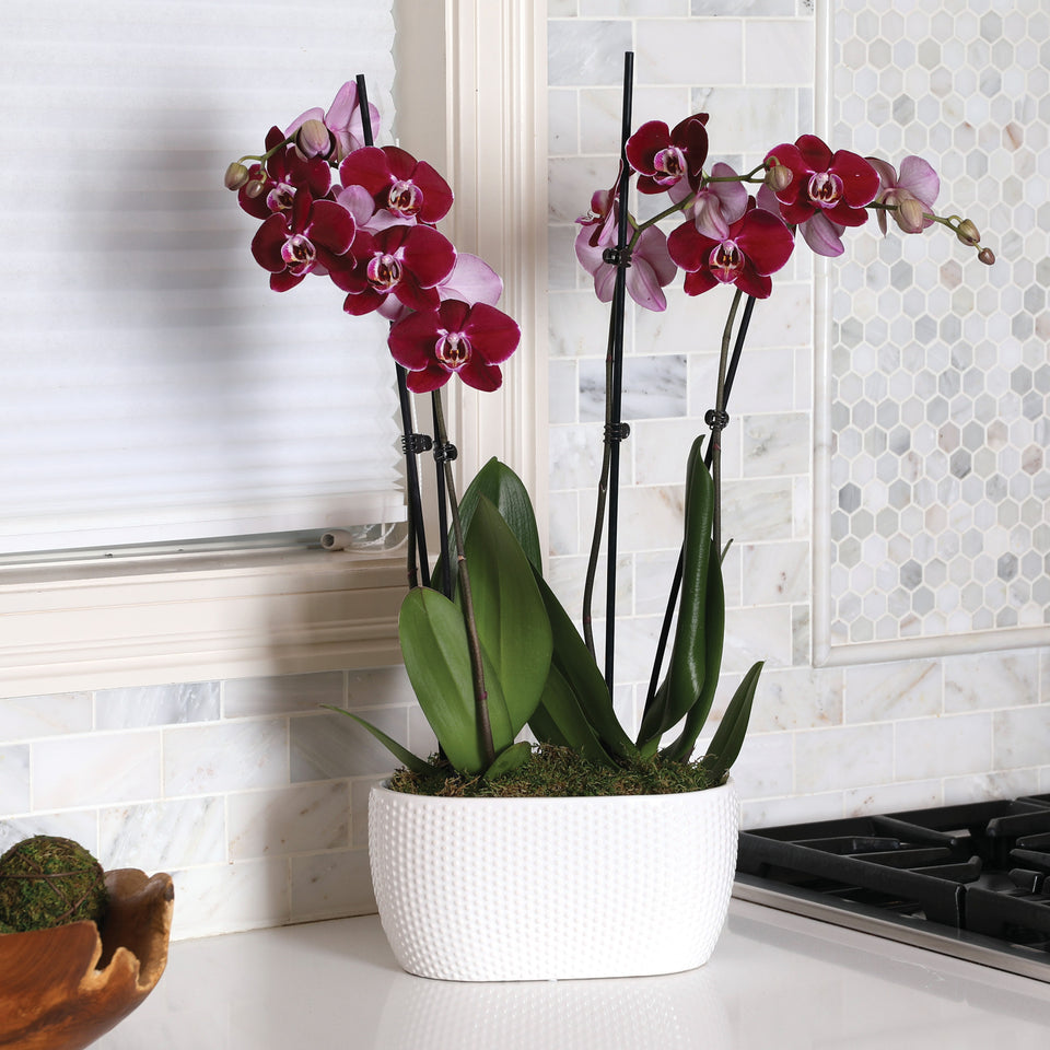 Premium Dark Purple Orchid in White Dotted Planter