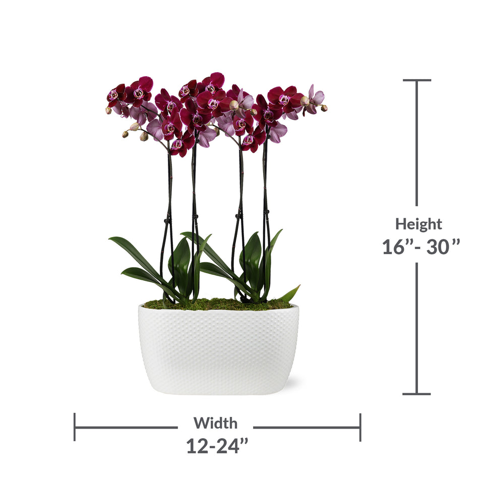 Premium Dark Purple Orchid in White Dotted Planter