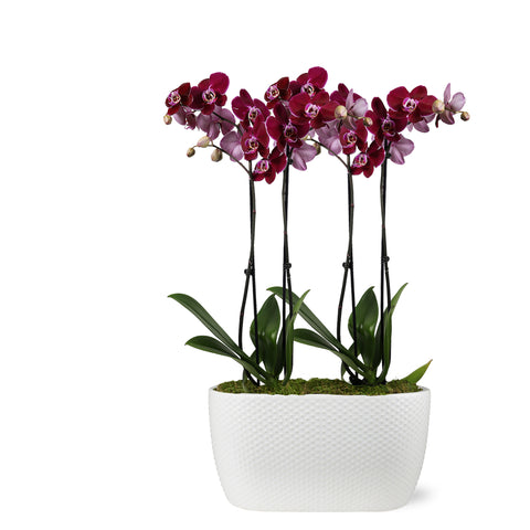 Premium Dark Purple Orchid in White Dotted Planter