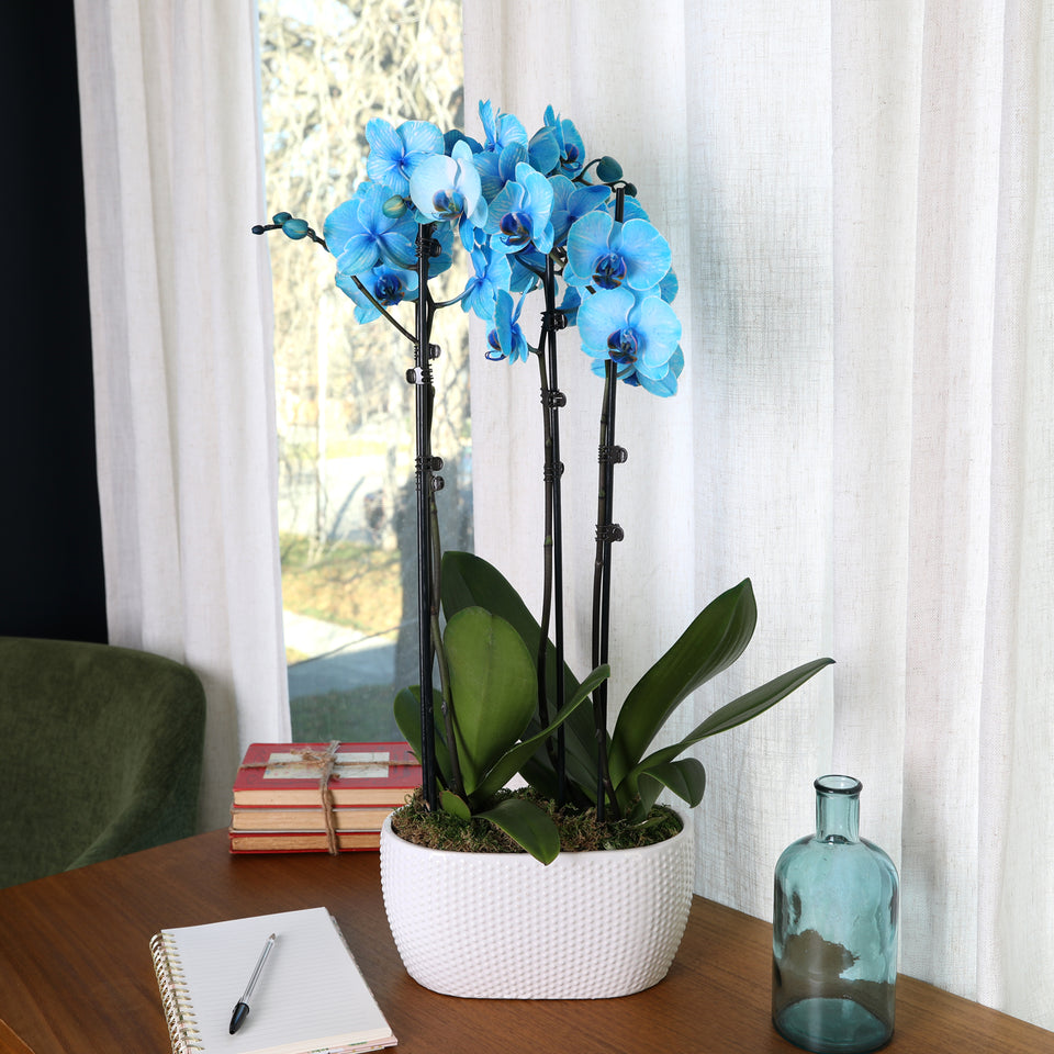 Premium Watercolor Blue Orchid in White Planter