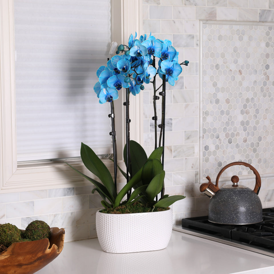 Premium Watercolor Blue Orchid in White Planter