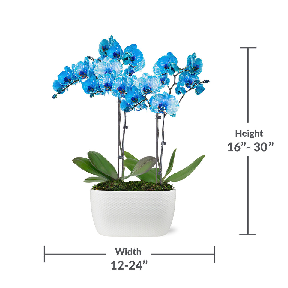 Premium Watercolor Blue Orchid in White Planter