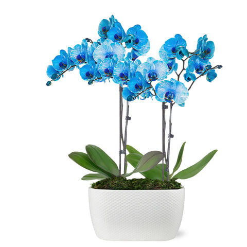 Premium Watercolor Blue Orchid in White Ceramic Planter