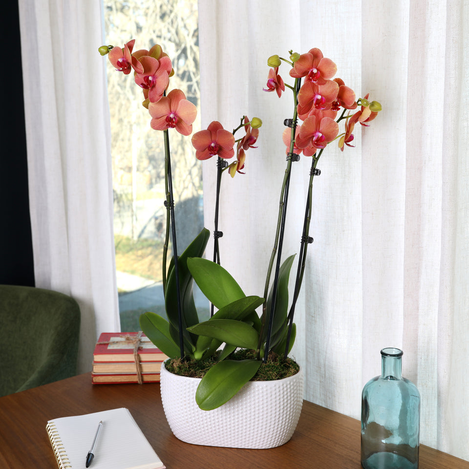 Premium Salmon Orchid in White Dotted Planter