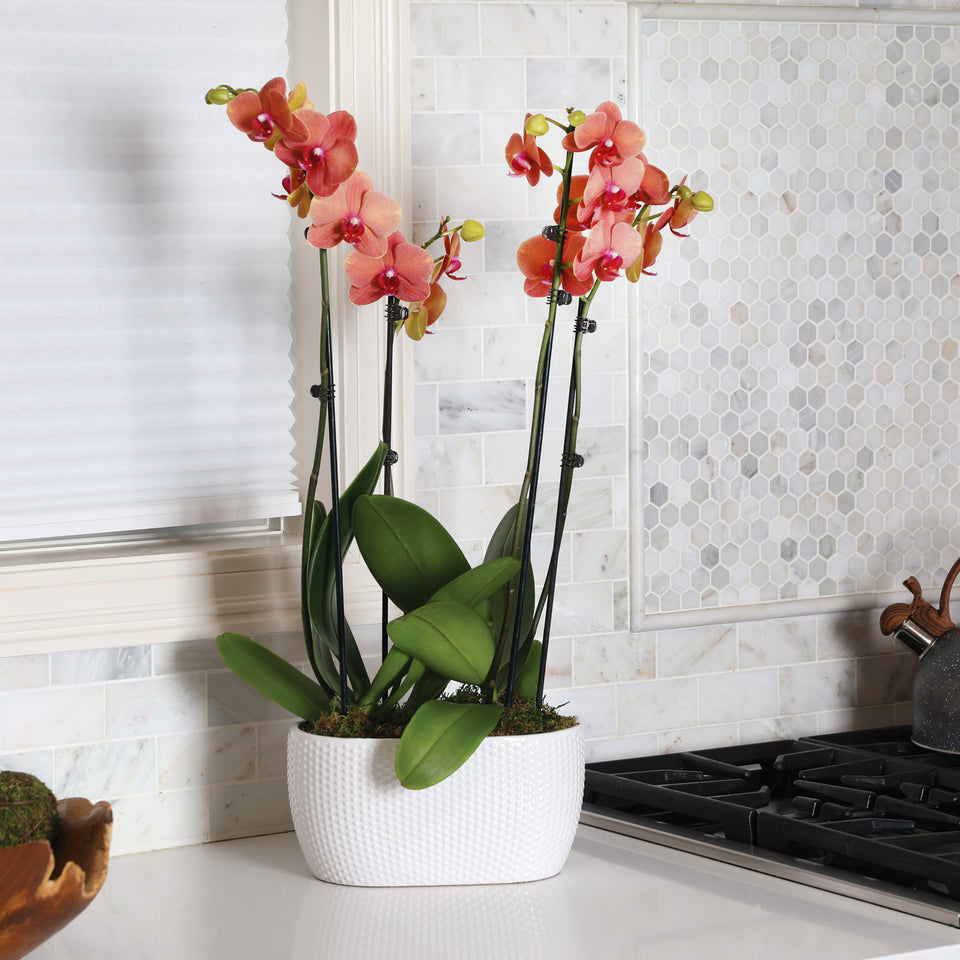 Premium Salmon Orchid in White Dotted Planter