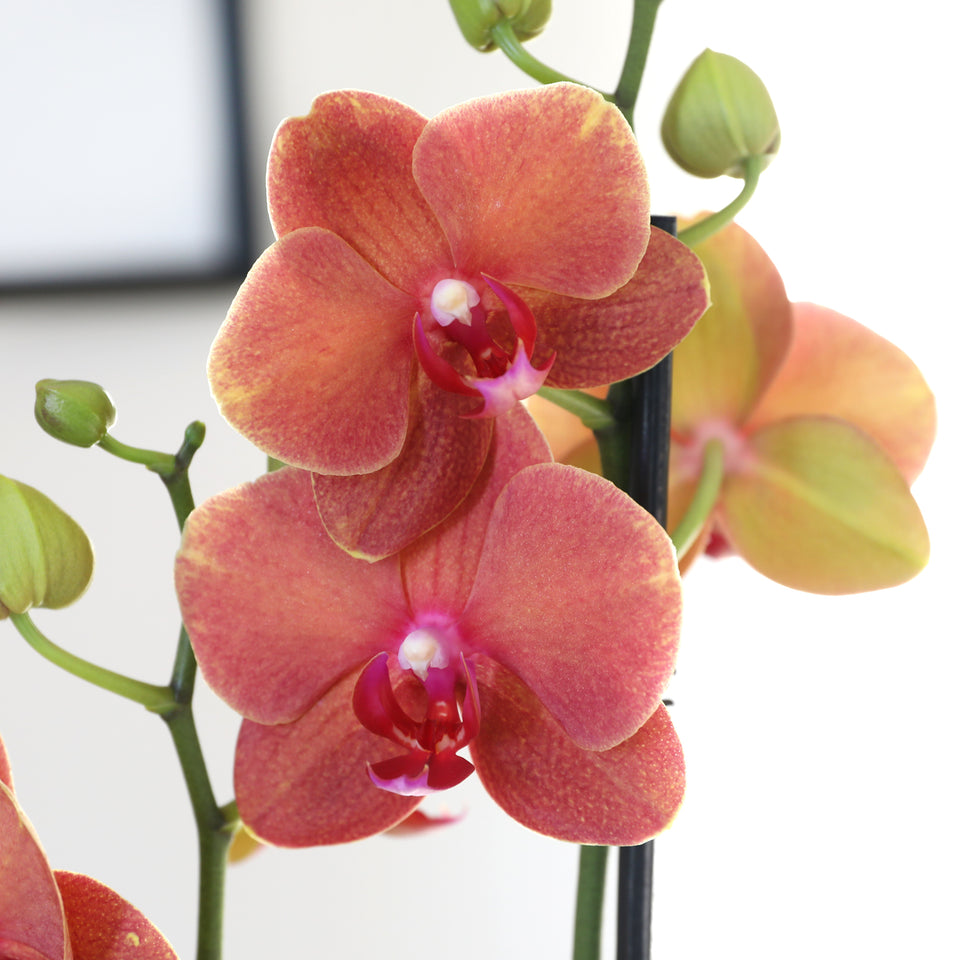 Premium Salmon Orchid in White Dotted Planter