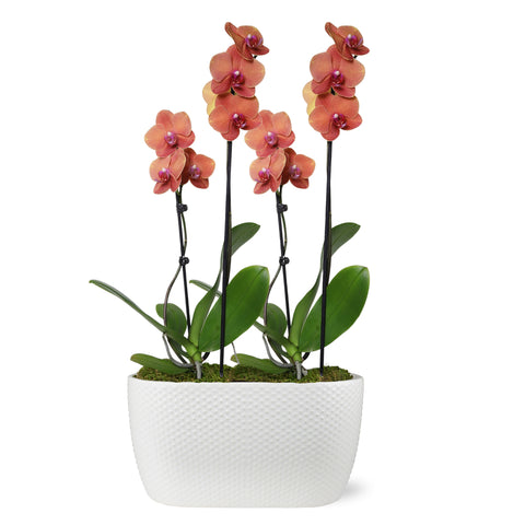 Premium Salmon Orchid in White Dot Ceramic Planter