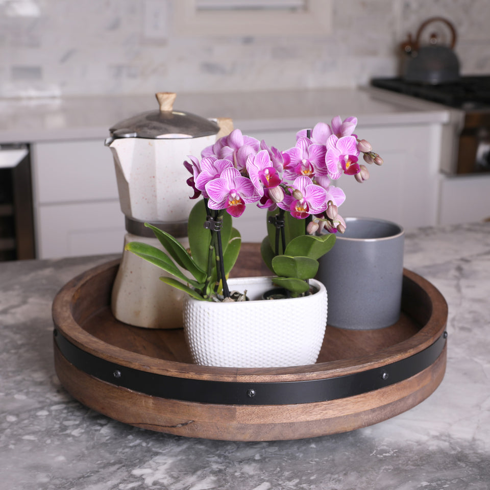 Mini Pink Orchid Planter in White Pot