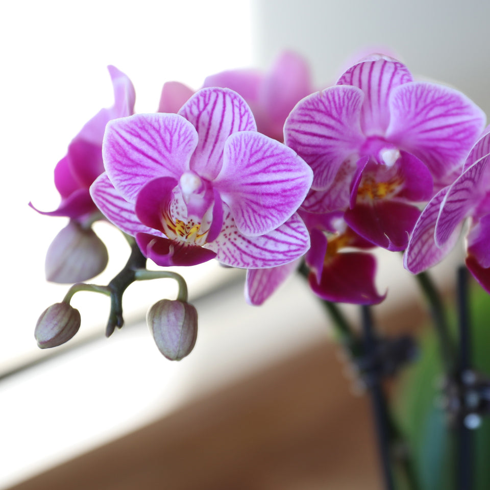 Mini Pink Orchid Planter in White Pot