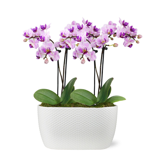 Cache pot orchidée