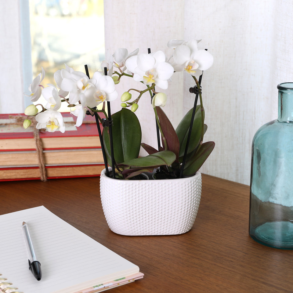 Mini White with Yellow Orchid in White Planter