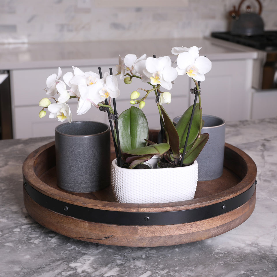 Mini White with Yellow Orchid in White Planter