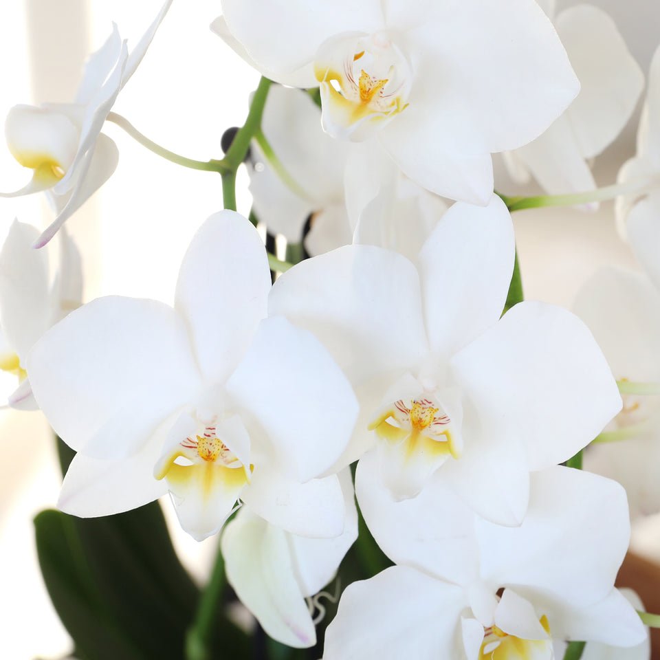 Mini White with Yellow Orchid in White Planter