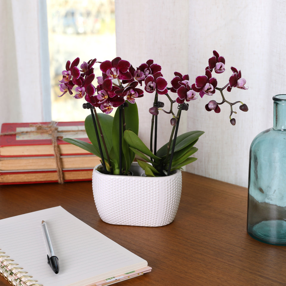 Mini Dark Purple Orchid in White Planter