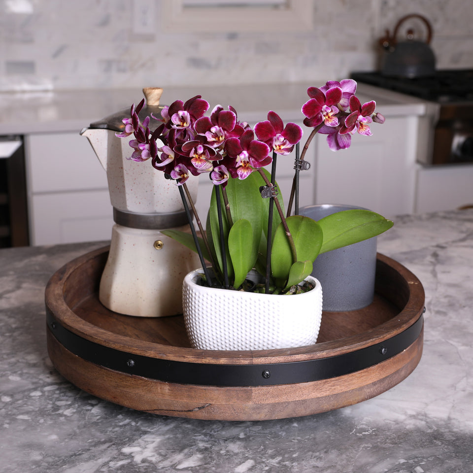 dark purple orchid, dark purple orchids