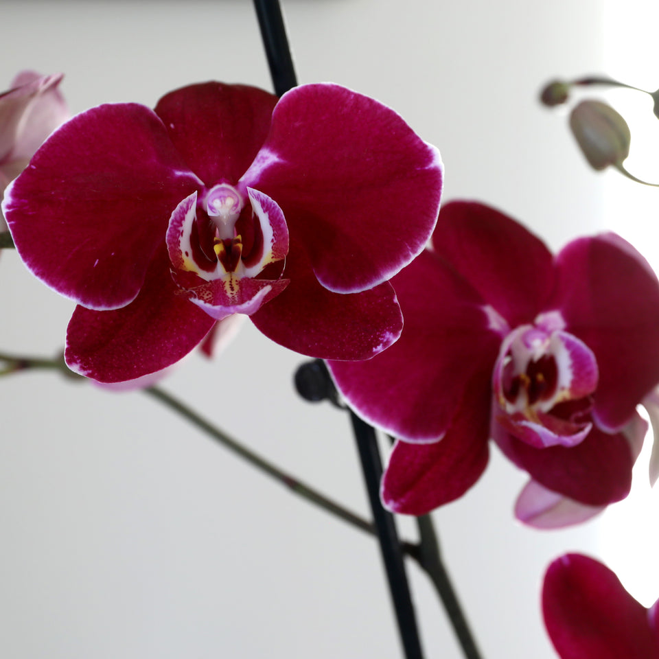 dark purple orchid, dark purple orchids, mini dark purple orchid, royal orchid