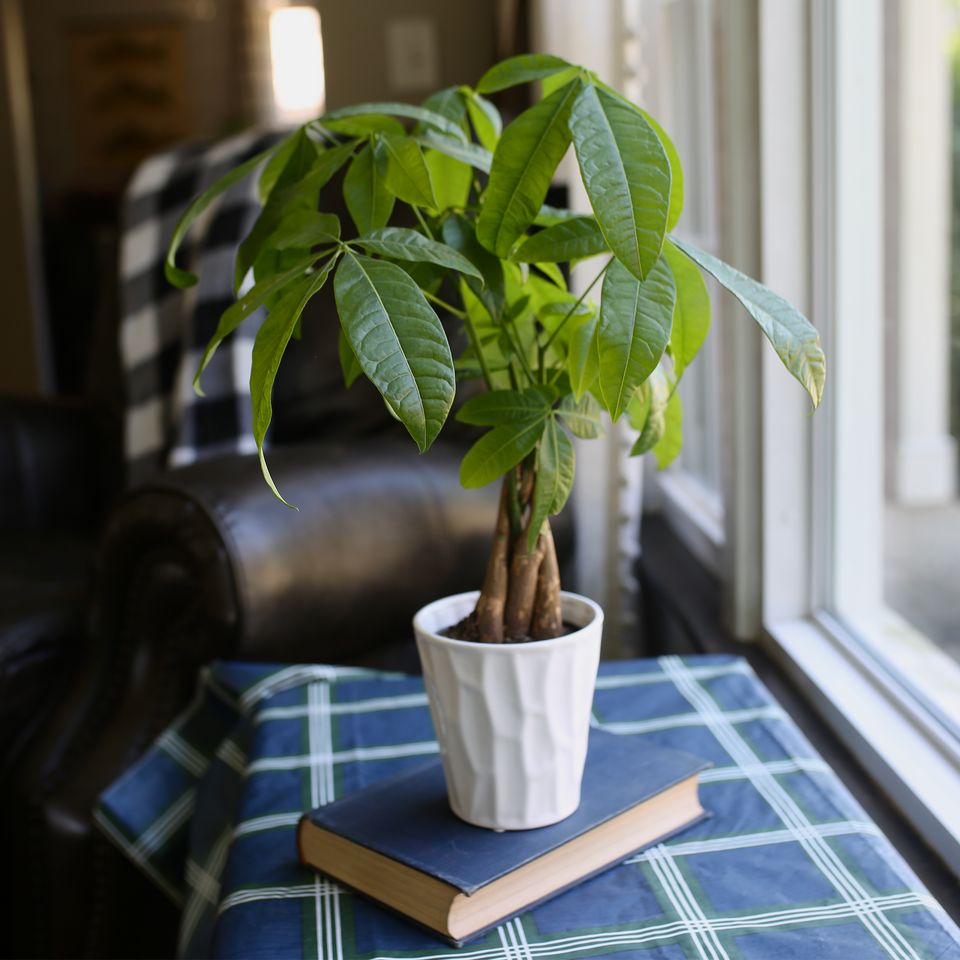 Premium Money Tree in Grey Ceramic Pot