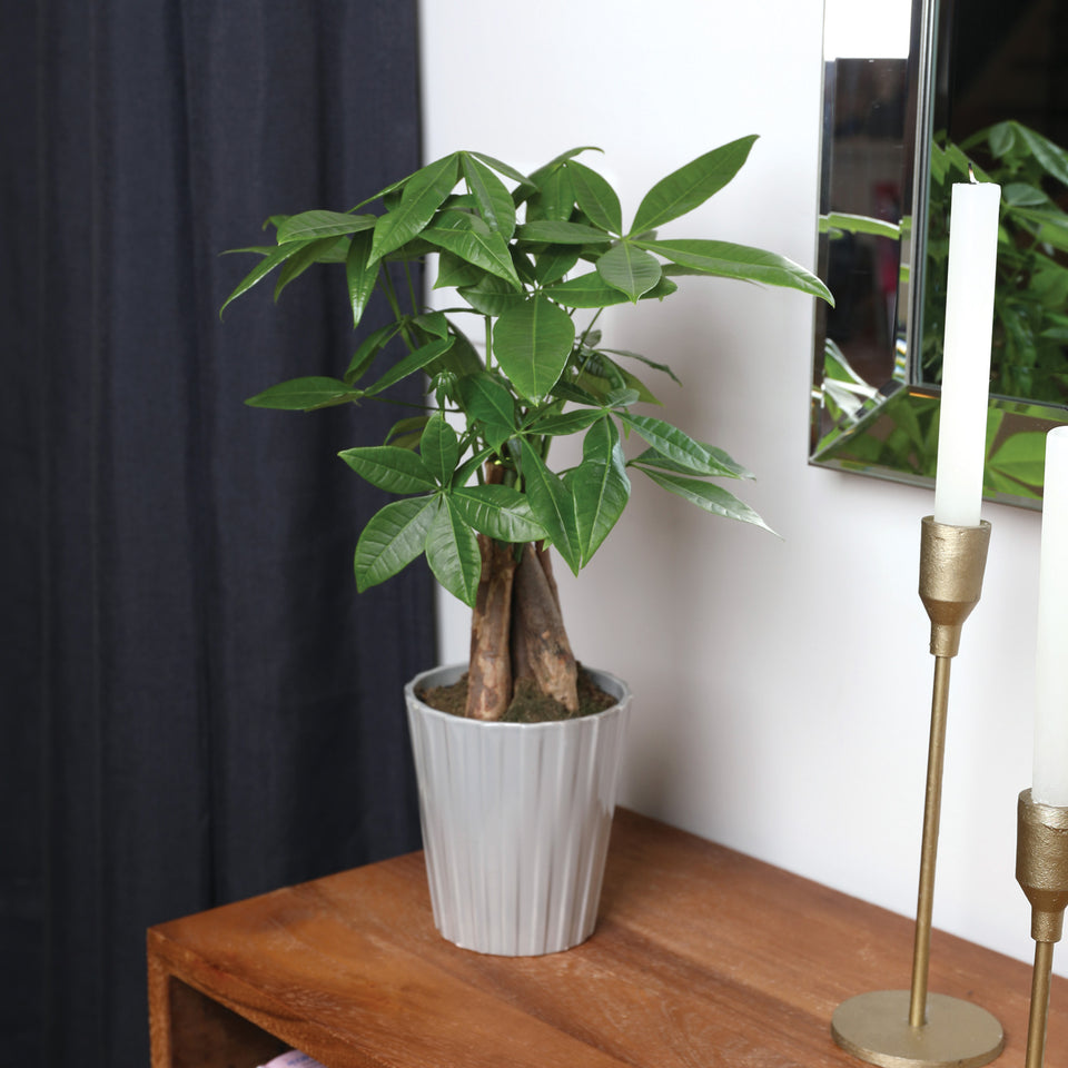 Premium Money Tree in Grey Ceramic Pot