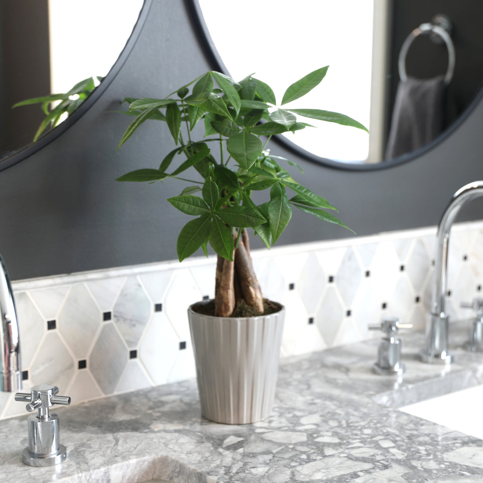 Premium Money Tree in Grey Ceramic Pot