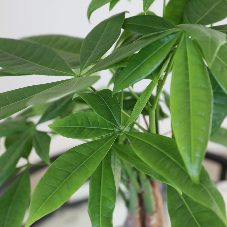 Premium Money Tree in Grey Ceramic Pot