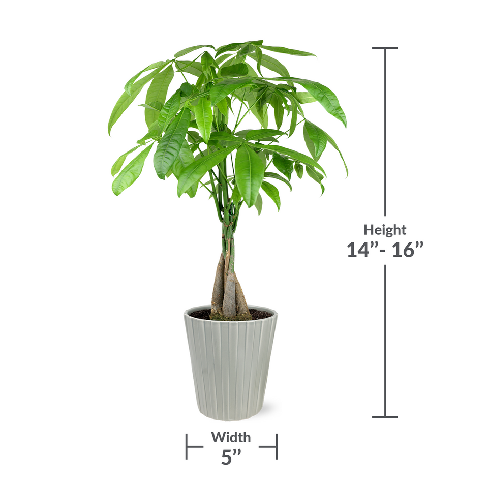 Premium Money Tree in Grey Ceramic Pot