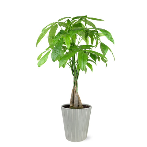money plant tree