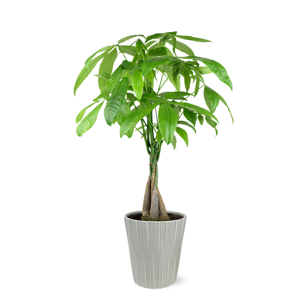 money plant tree