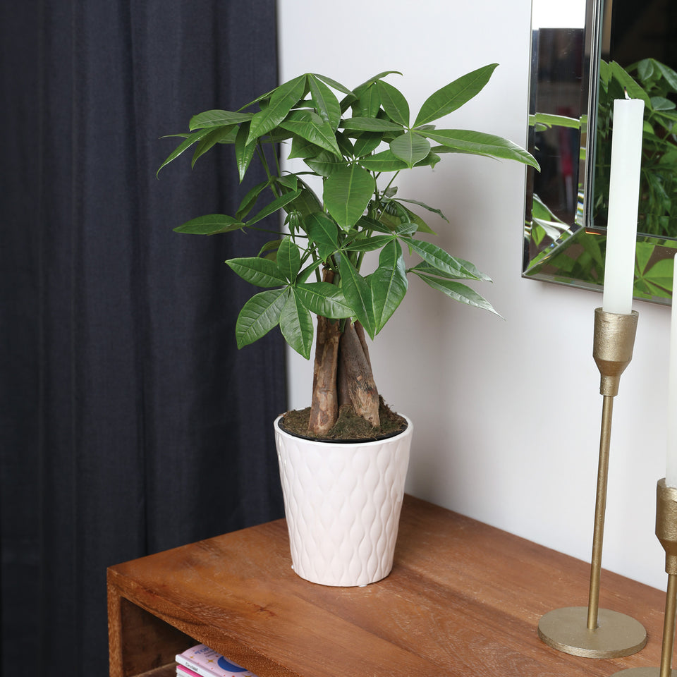 Premium Money Tree in White Pot