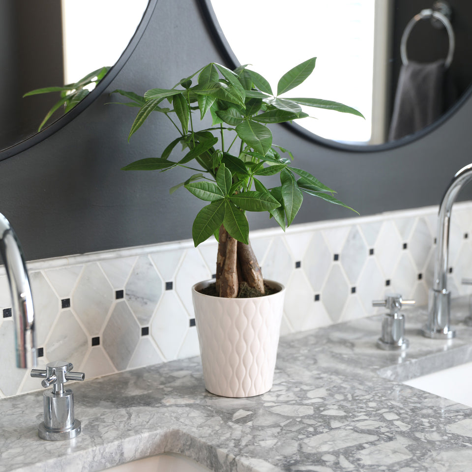 Premium Money Tree in White Pot
