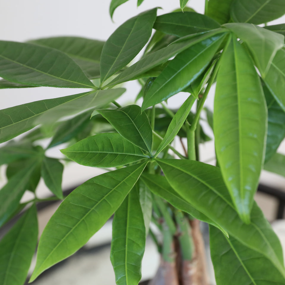 Premium Money Tree in White Pot