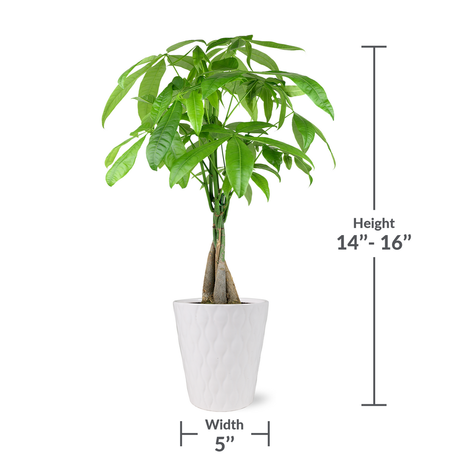 Premium Money Tree in White Pot