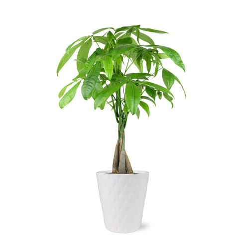 Premium Money Tree in White Pot