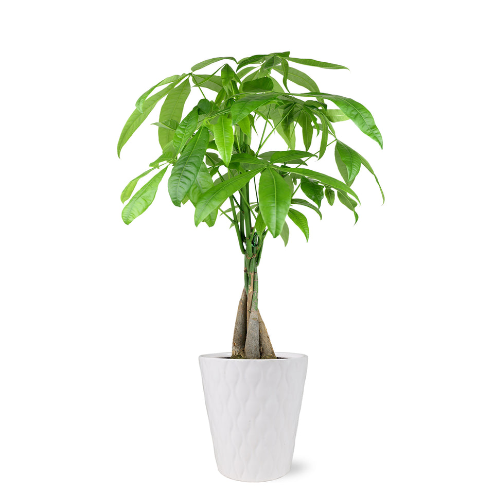 money tree for sale, braided money tree