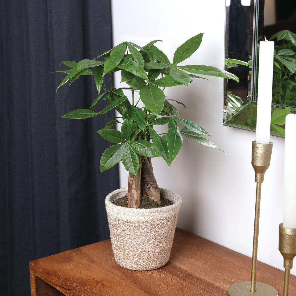 Premium Money Tree in Jute Cream Pot